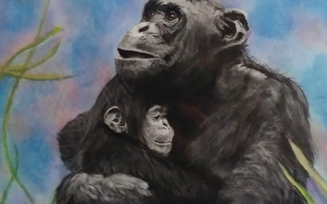 Chimps, Charcoal and Pastel, 11″ x 14″