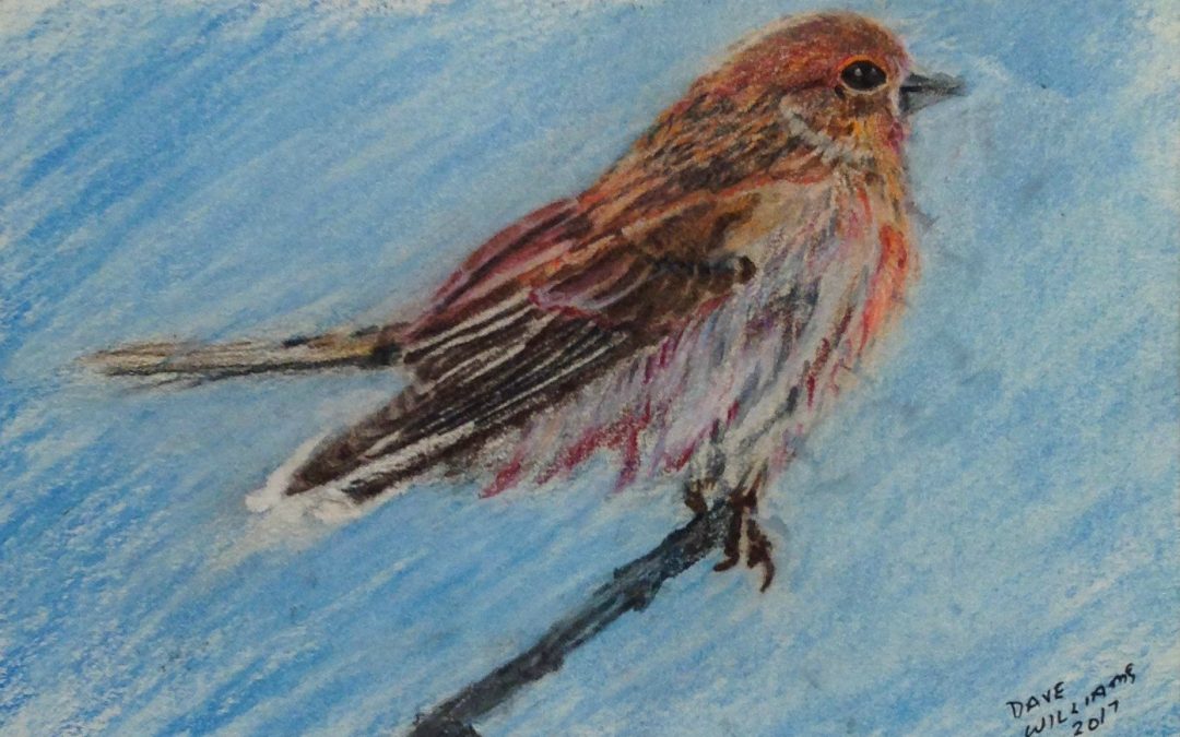 Sparrow, colored pencil, 5″ x 7″