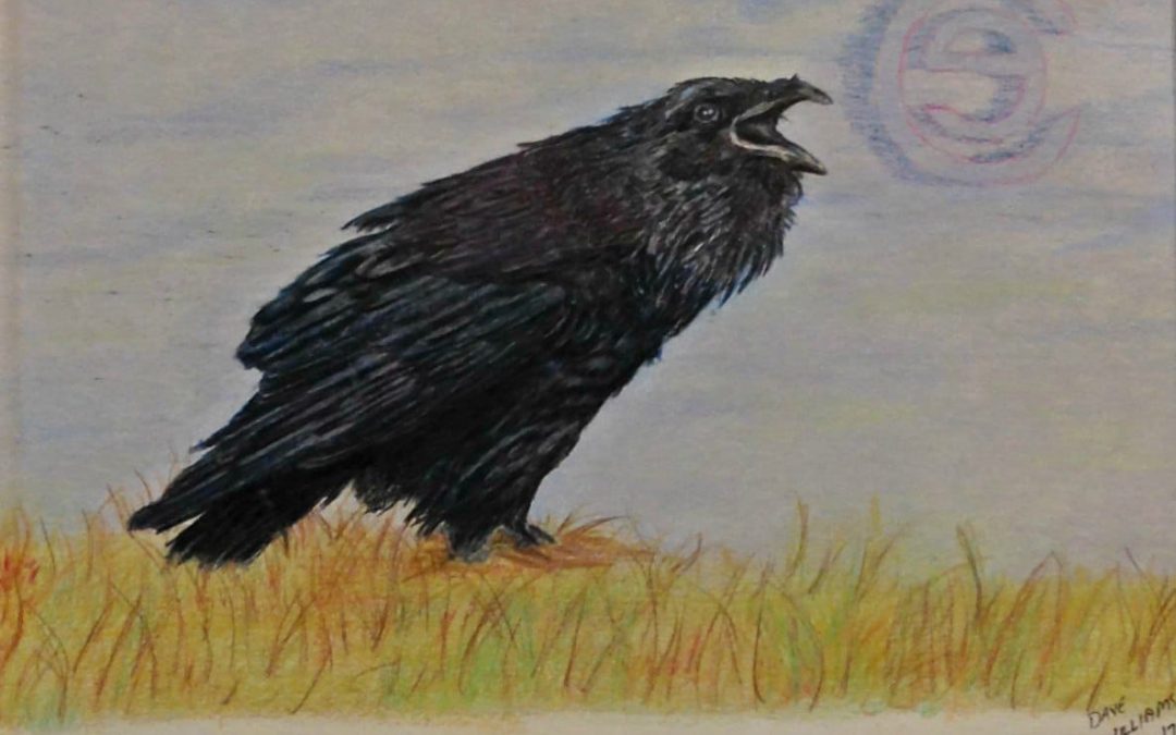 Crow, colored pencil, 5″ x 7″