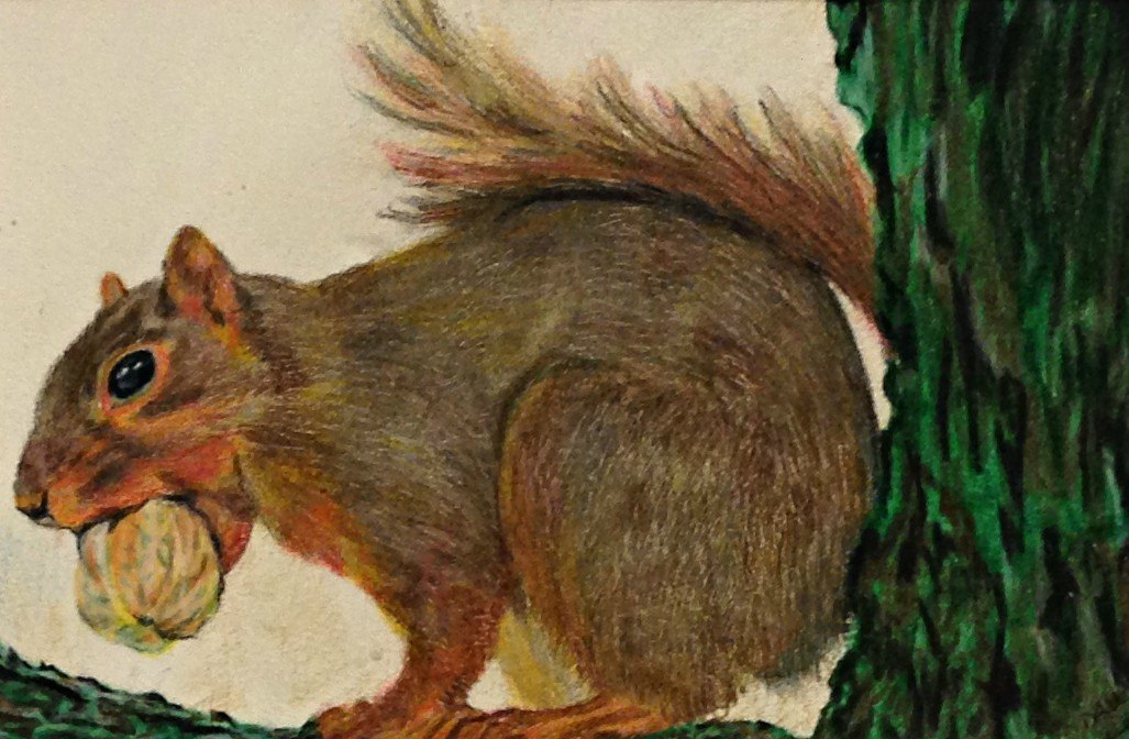 Squirrel, colored pencil, 5″ x 7″