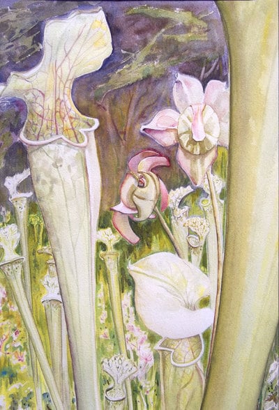 Pitcher Plants, watercolor, 20″ x 14″