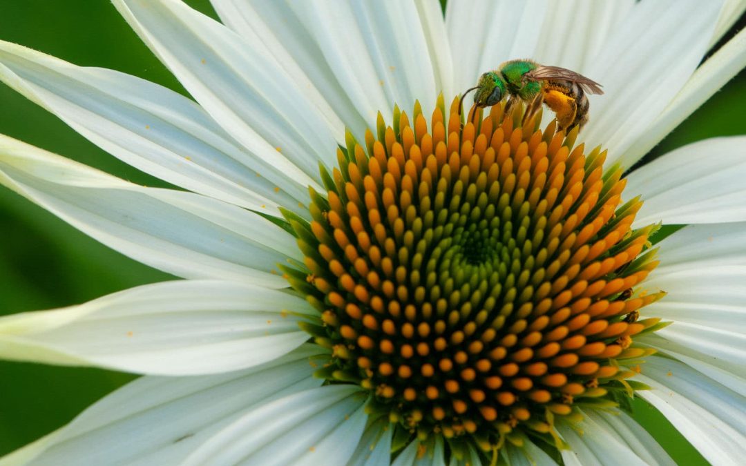 Coneflower Visitor, photography, 24″ x 18″