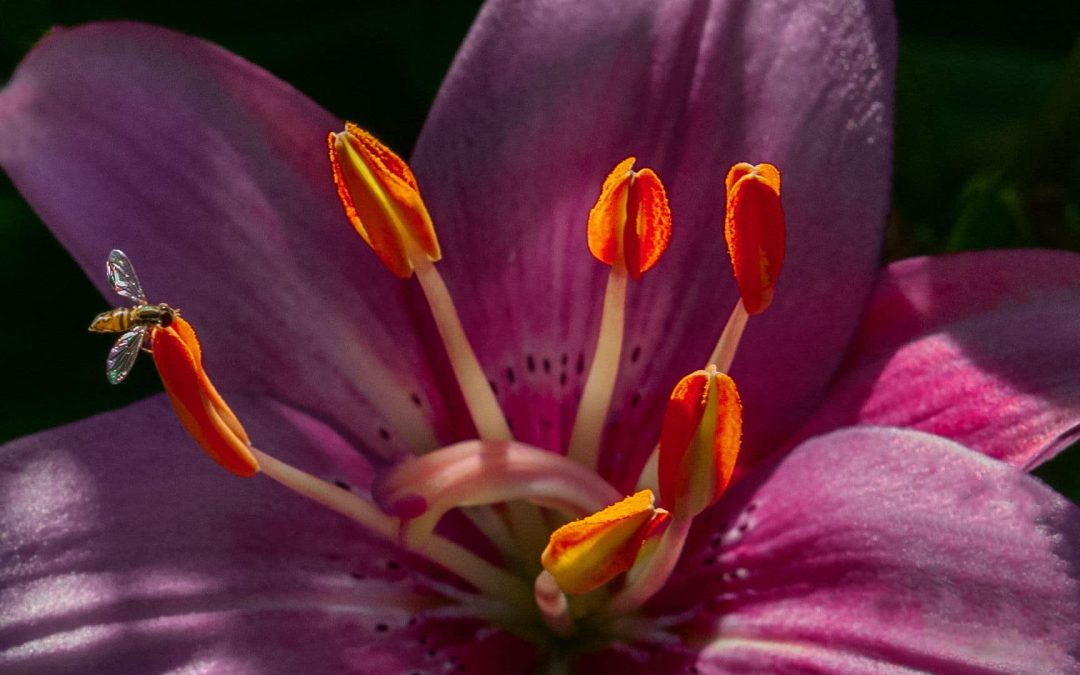 Flower Fly on Daylily, photography, 24″ x 18″