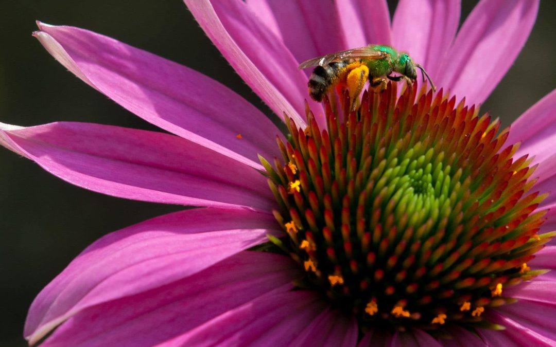 Green Bee Collecting, photography, 24″ x 18″