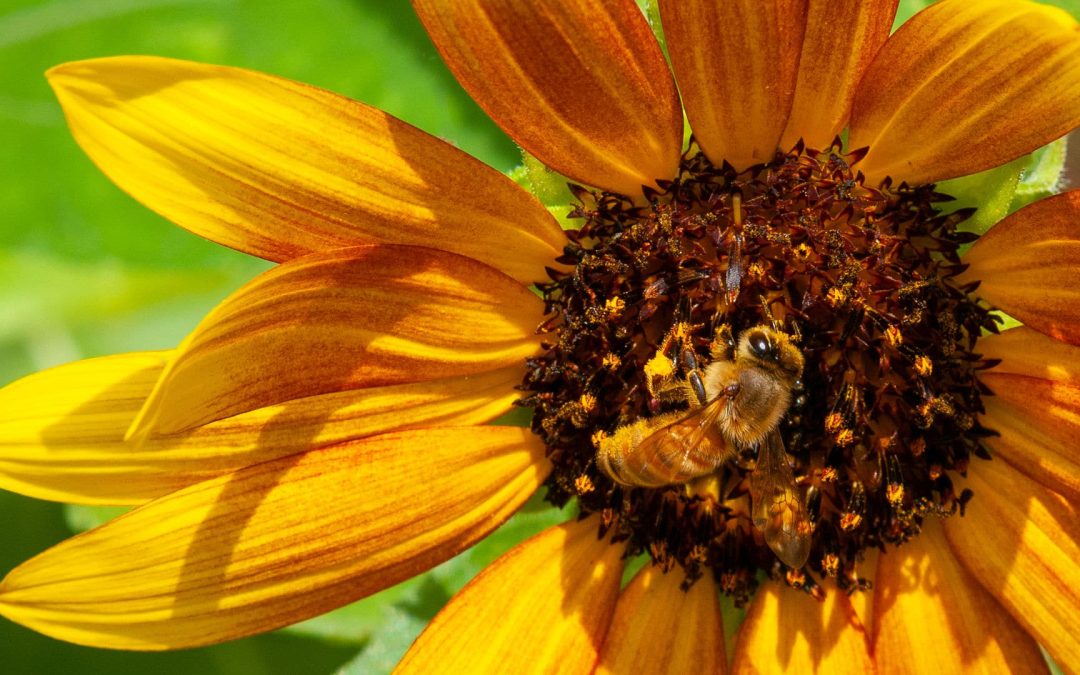 Honeybee on Sunflower, photography, 24″ x 18″