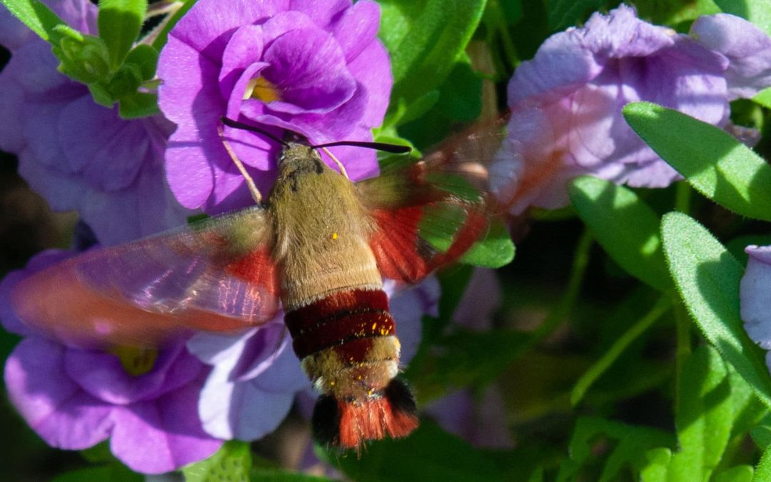 Hummingbird Moth, photography, 24″ x 18″