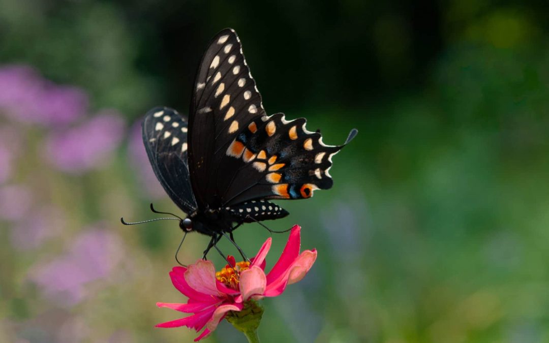 Swallowtail on Zinnia, photography, 24″ x 18″