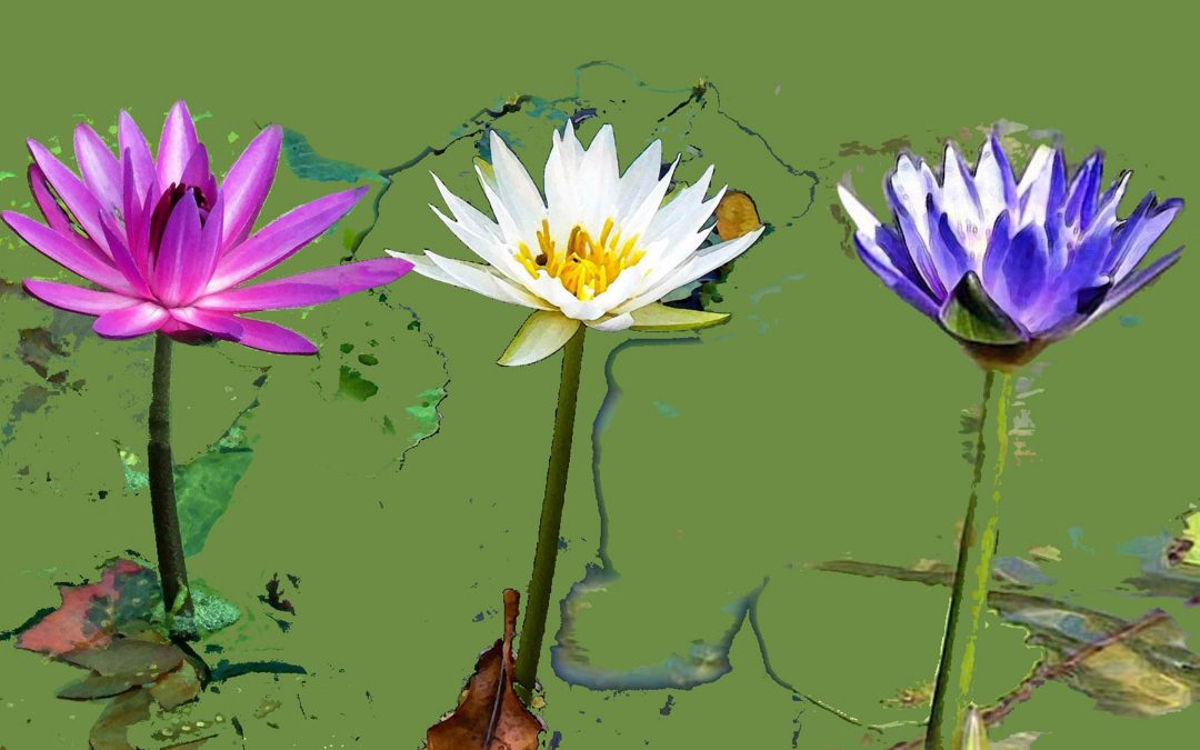 Three Water Flowers, Photography