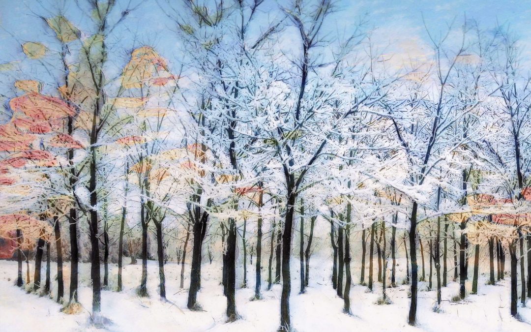 Tree Grove in Winter, Photography